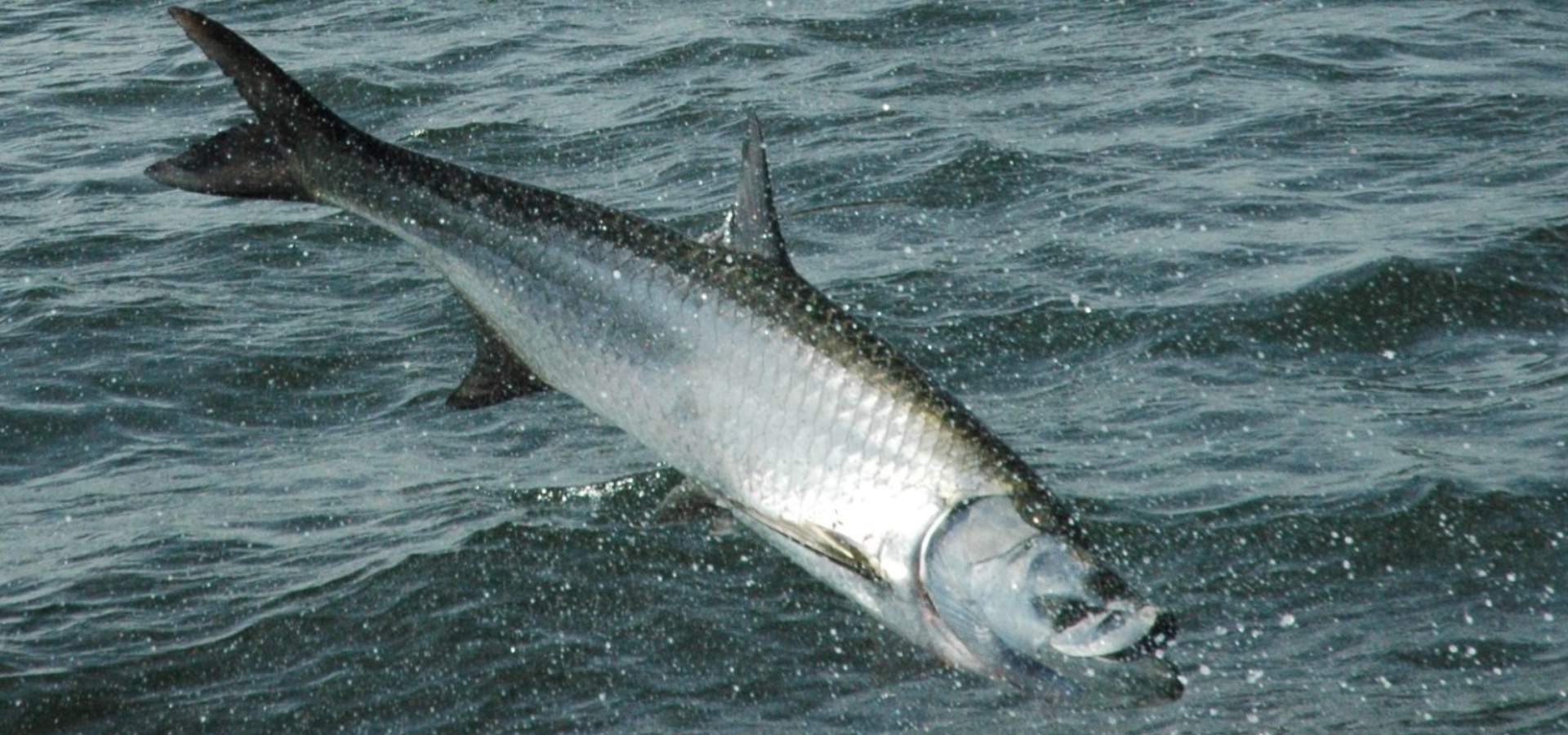 Bay and Nearshore Fishing Charters - Tarpon