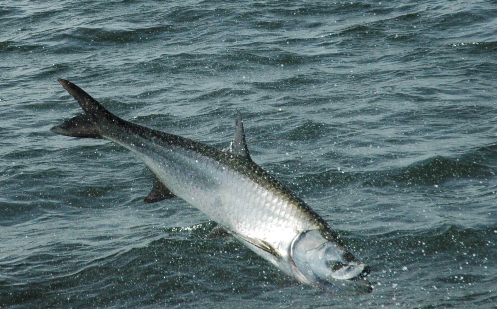 Best Time and Places for Tarpon Fishing
